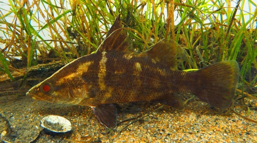 幻の怪魚アカメの剥製65cm 幻の怪魚アカメの剥製65cm